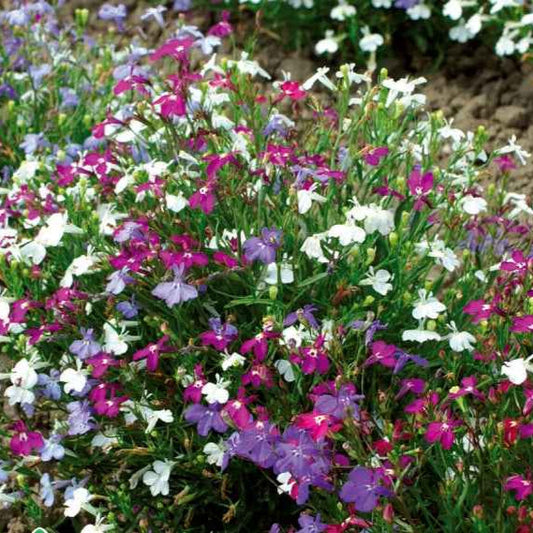 Männertreu Cascade Mix - Lobelia erinus pendula - Gemüsegarten