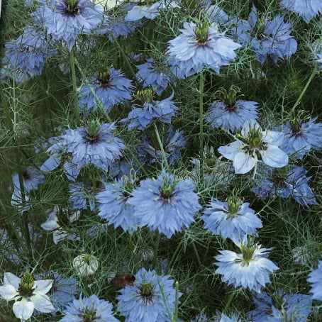 Jungfer im Grünen Miss Jekyll Blue - Bakker