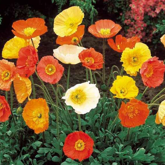 Safran- oder Islandmohn Artist's Glory Mischung - Bakker