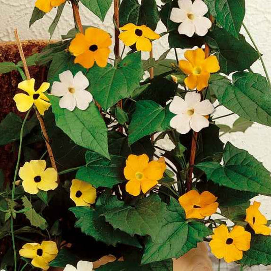 Schwarzäugige Susanne Mischung - Thunbergia alata - Gemüsegarten