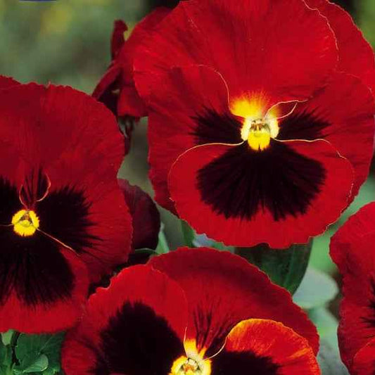 Schweizer Riesen Stiefmütterchen Alpenglow - Bakker