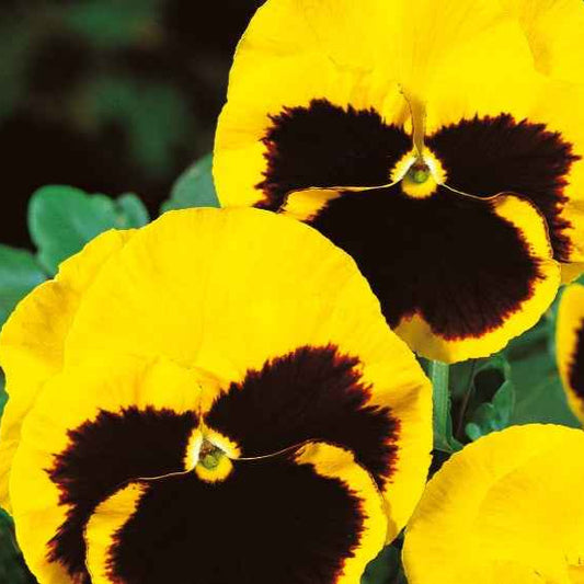 Schweizer Riesen Stiefmütterchen Rhinegold - Viola x wittrockiana rhinegold - Gemüsegarten