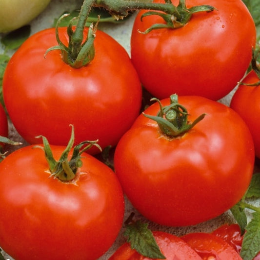 Tomate 'Moneymaker' - Solanum lycopersicum moneymaker - Gemüsesaat