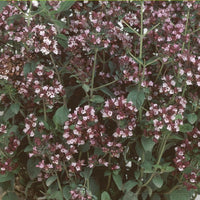 Majoran Origanum vulgare - Origanum vulgaris - Kräuter