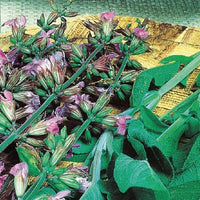 Salbei Salvia officinalis - Salvia officinalis fanni - Bio-Kräuter