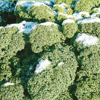 Grünkohl 'Westländer Winter' - Brassica oleracea westlandse winter - Gemüsesaat