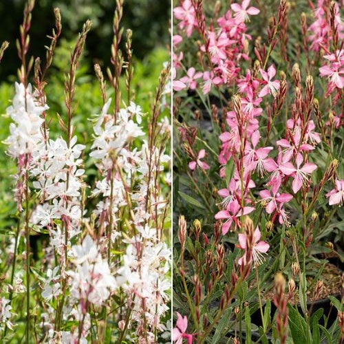 Prachtkerzen weiß + rosa (x2) - Gaura lindheimeri (blanc +siskiyou pink) - Gartenpflanzen