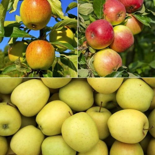 Apfelbaum-Kollektion 'Reine des reinettes', 'Cox's', 'Golden Delicious' - Bakker