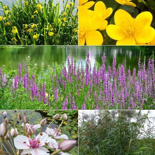 Schwanenblume, Dotterblume, Weiderich, Schilfrohre (x5) - Teich