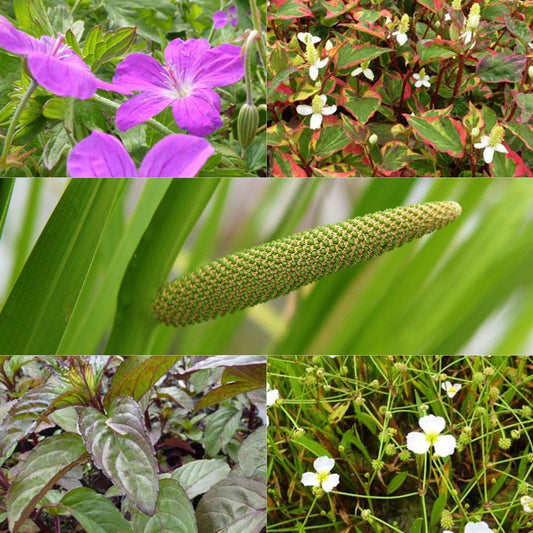 Duftende Teich- und Uferpflanzen in Bakker-Mischung (x5) - Acorus, Baldellia, Geranium, Houttuynia, Mentha, Preslia - Teich