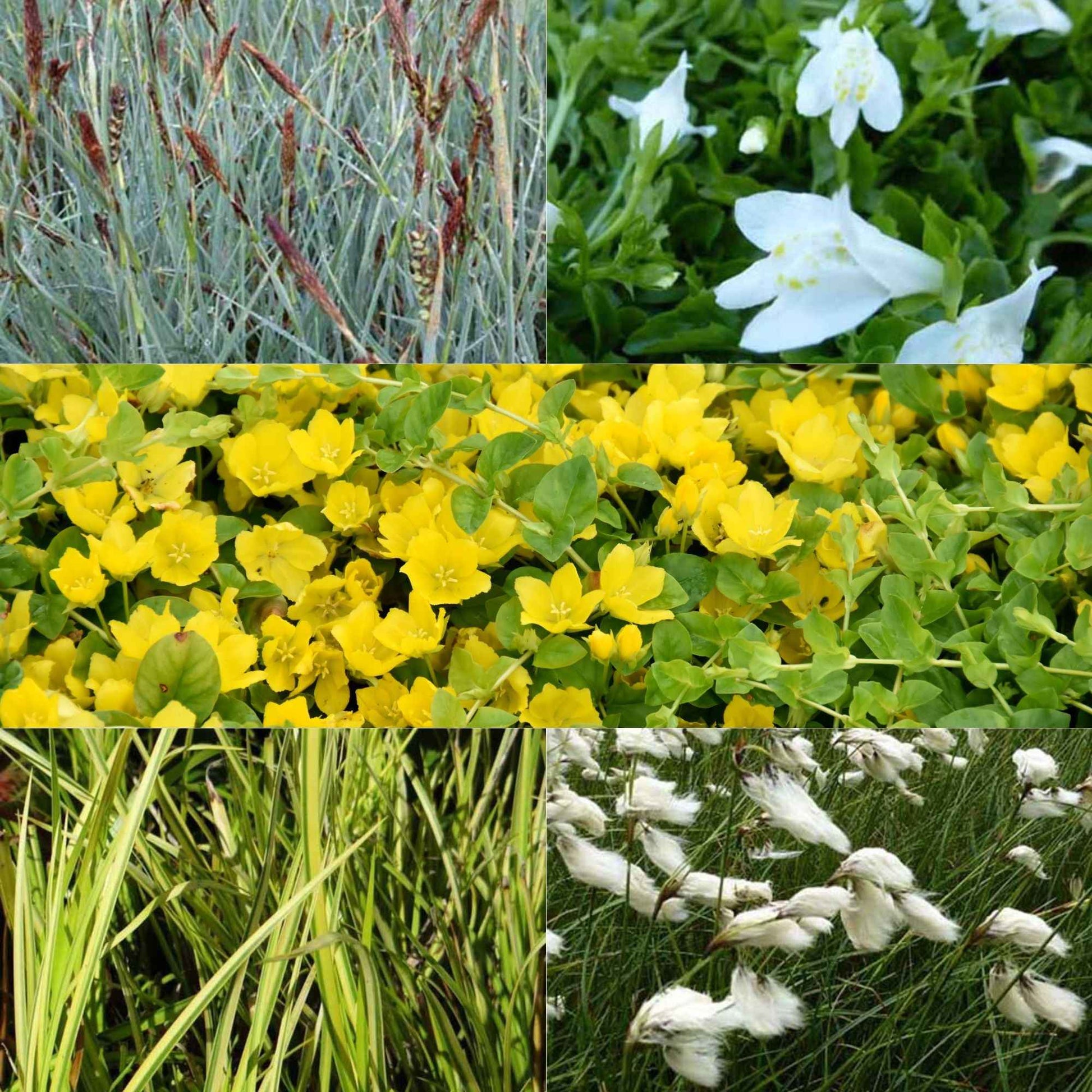 Insektenfreundliche Teichpflanzen in Mischung (x5) - Acorus, Carex, Eriophorum, Mazus, Lysimachia, Thulbachia - Teich