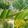 Reinigende Teichpflanzen in einer Mischung 'Clear Water' (x5) - Acorus, Carex, Iris, Phragmites, Sparganium, Typha - Teich