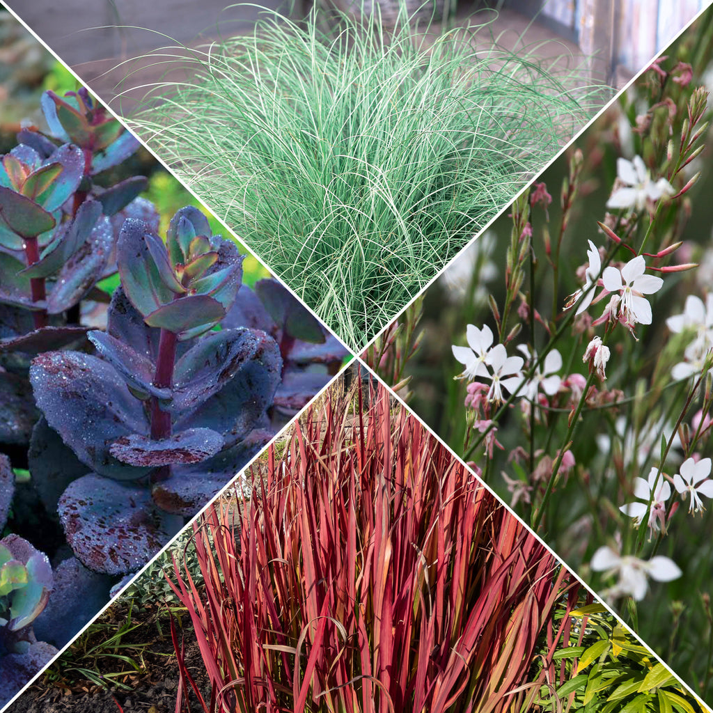 Stauden-Kollektion mit besonderen Blättern (x7) - Carex oshimensis  Evergreen, Sedum Blue Pearl, Imperata cylindrica Red Baron, Gaura  lindheimeri Whirling Butterflies