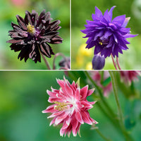 Halbakelei Barlow Mischung (x3) - Bakker