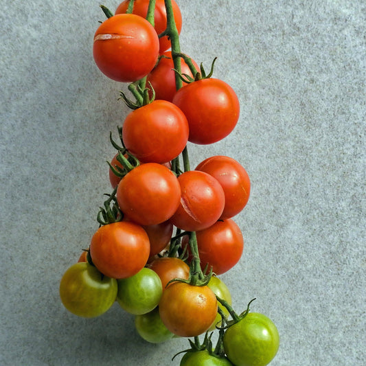 BIO-Kirschtomate - Solanum lycopersicum - Gemüsegarten