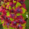 Bauernhortensie Saxon ® - Hydrangea macrophylla saxon ® - Pflanzensorten