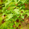 Feuerahorn - Acer ginnala - Sträucher und Stauden