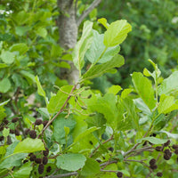 Schwarz-Erle - Alnus glutinosa - Bäume