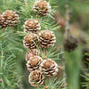 Japanische Lärche - Larix kaempferi - Sträucher und Stauden