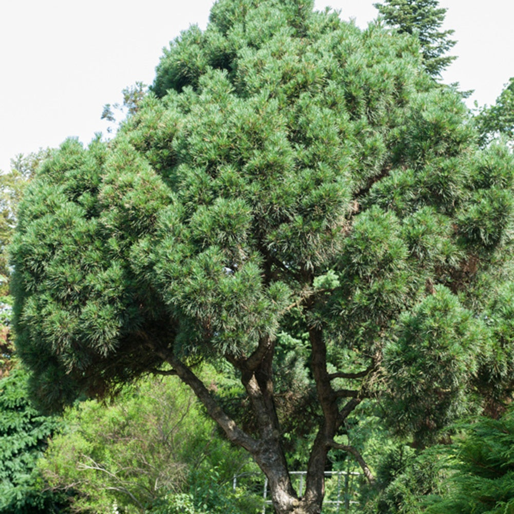 Waldkiefer - Pinus sylvestris - Gartenpflanzen