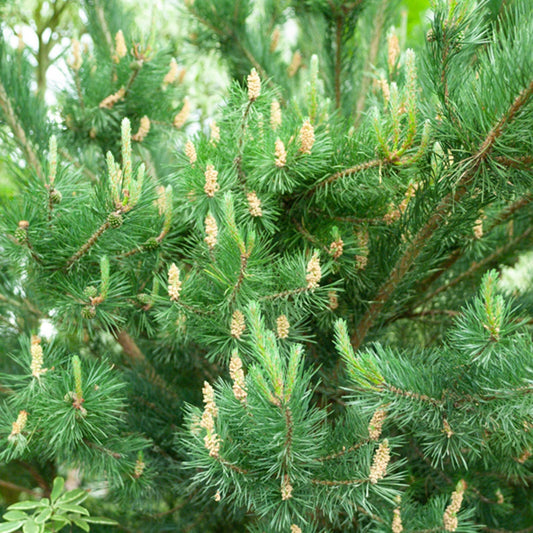 Waldkiefer - Pinus sylvestris - Sträucher und Stauden