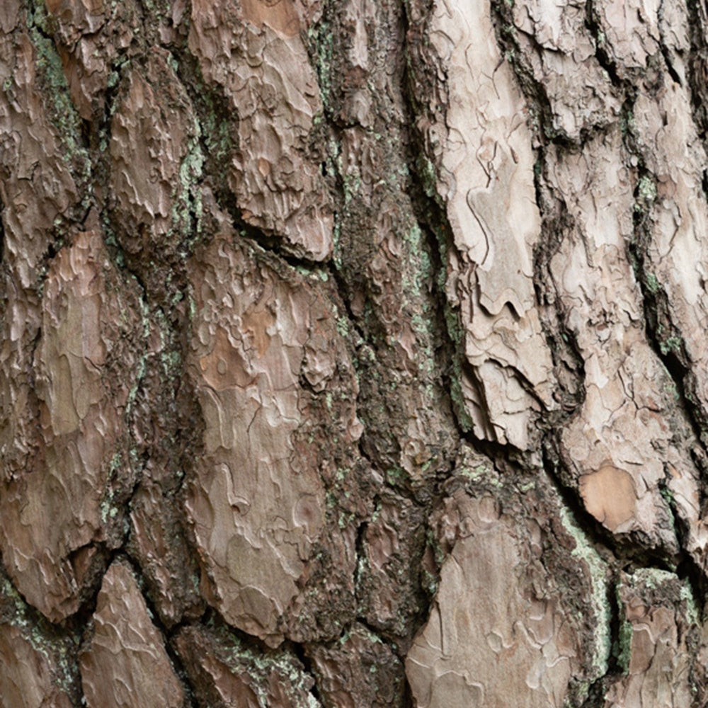 Waldkiefer - Pinus sylvestris - Bäume
