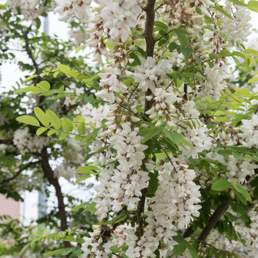 Robinie - Robinia pseudoacacia - Bäume