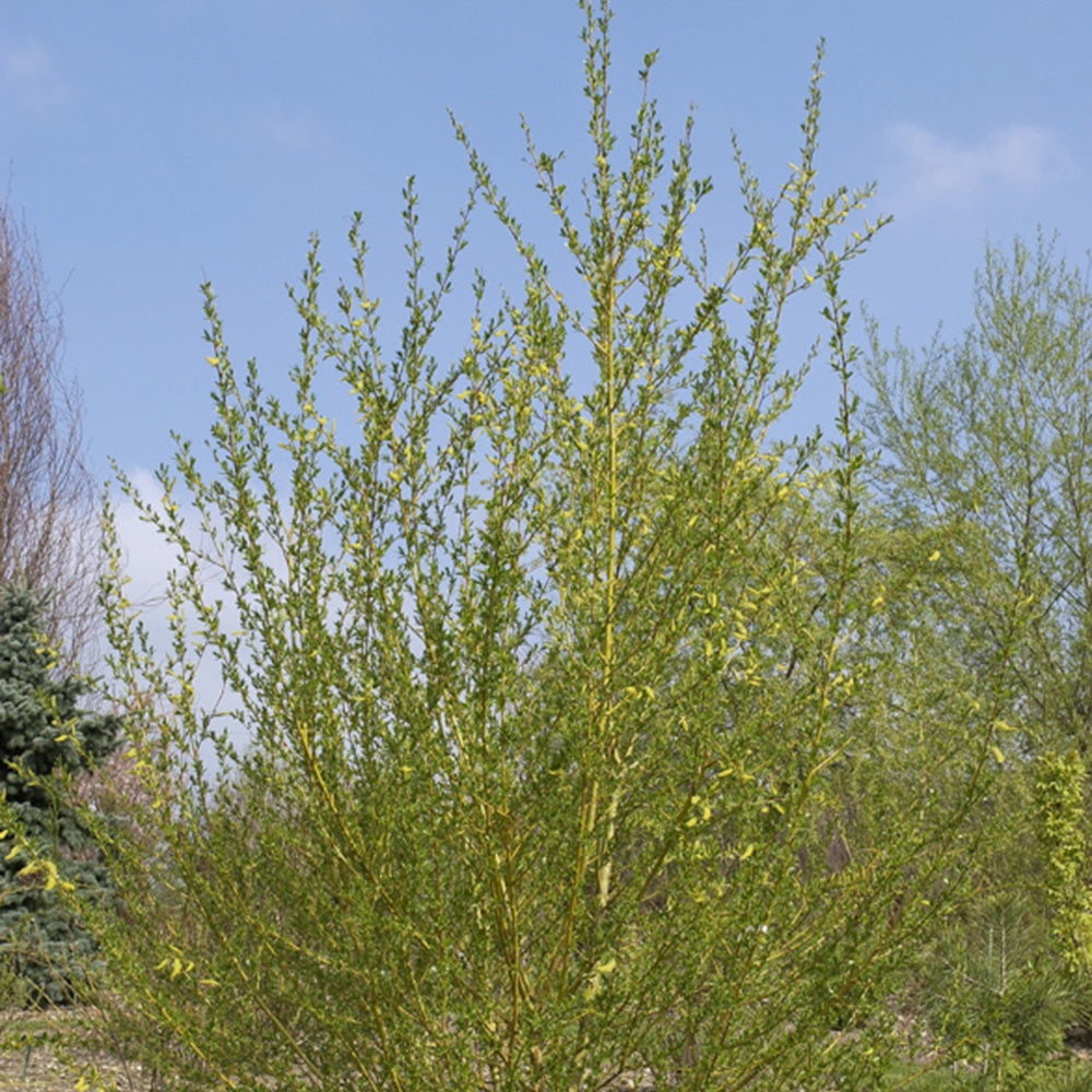 Korbweide - Salix viminalis - Bäume
