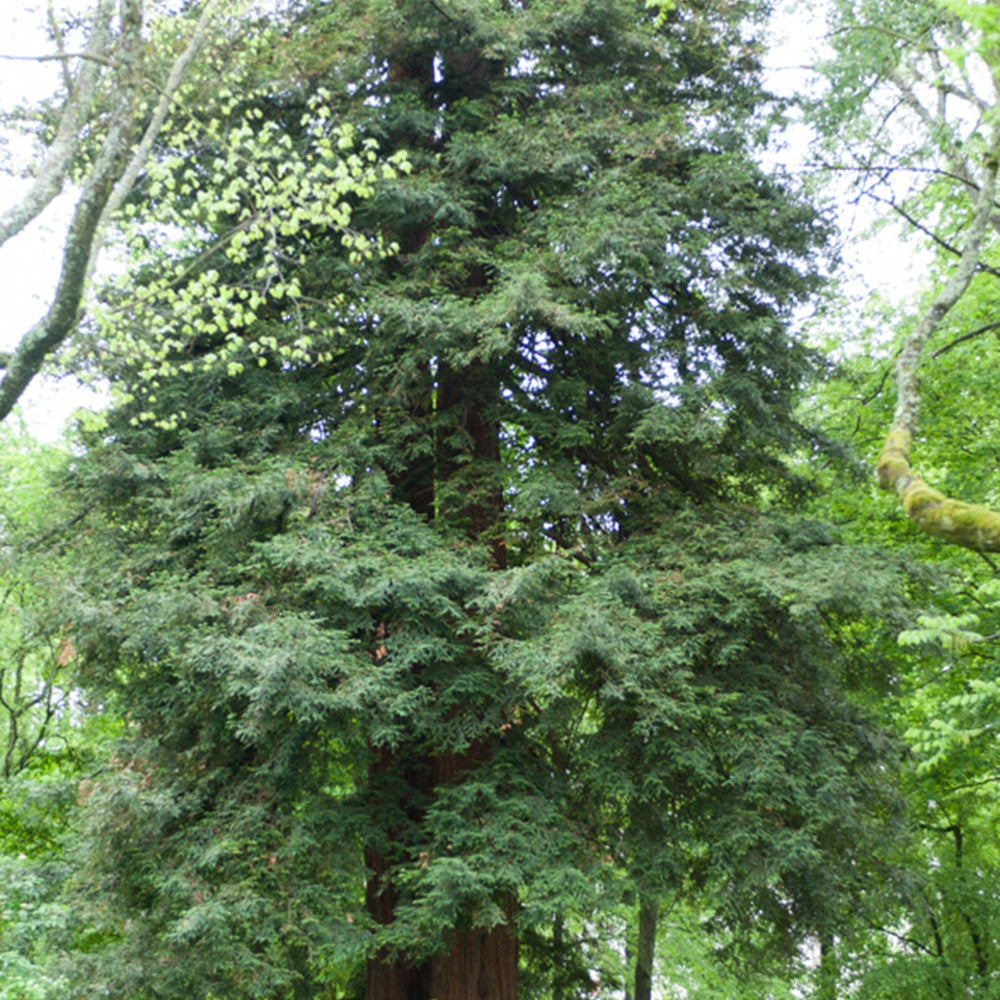 Küstenmammutbaum - Sequoia sempervirens - Gartenpflanzen
