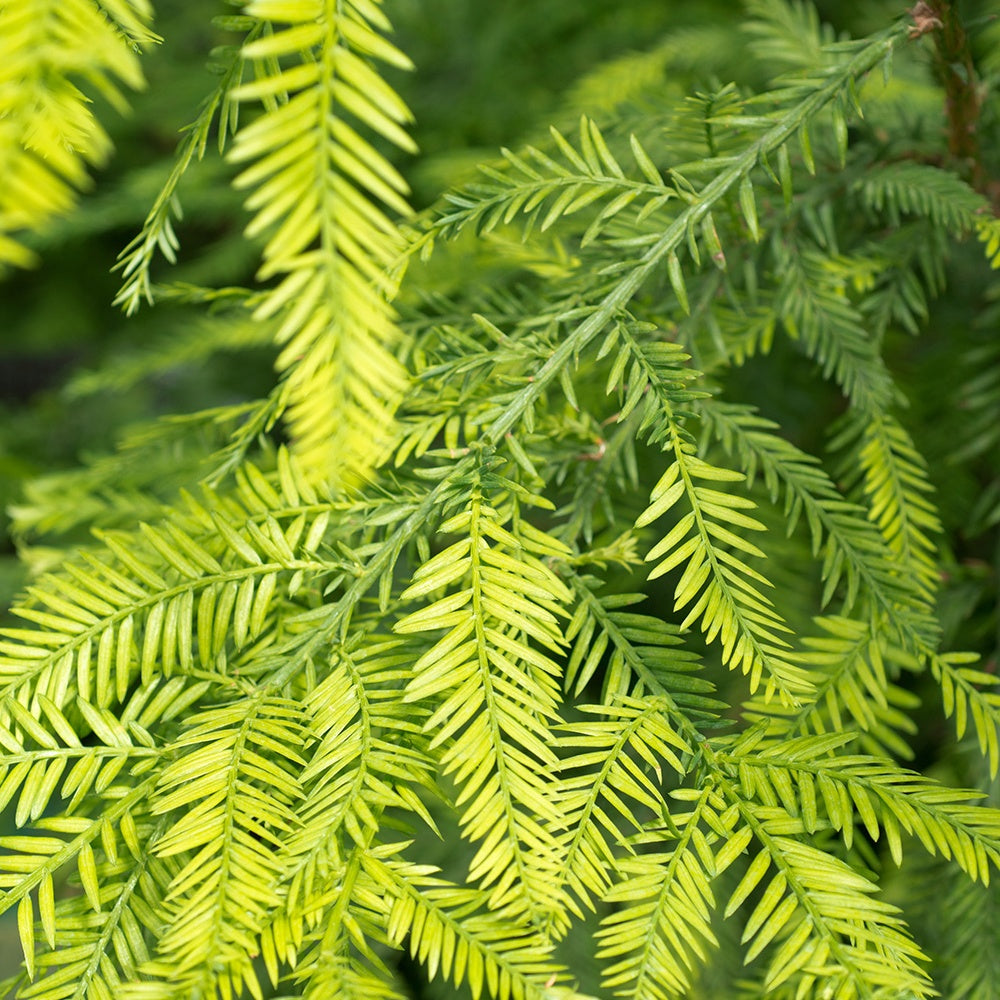 Küstenmammutbaum - Sequoia sempervirens - Sträucher und Stauden