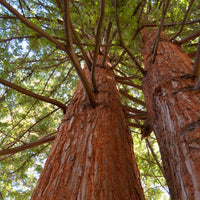 Küstenmammutbaum - Sequoia sempervirens - Bäume