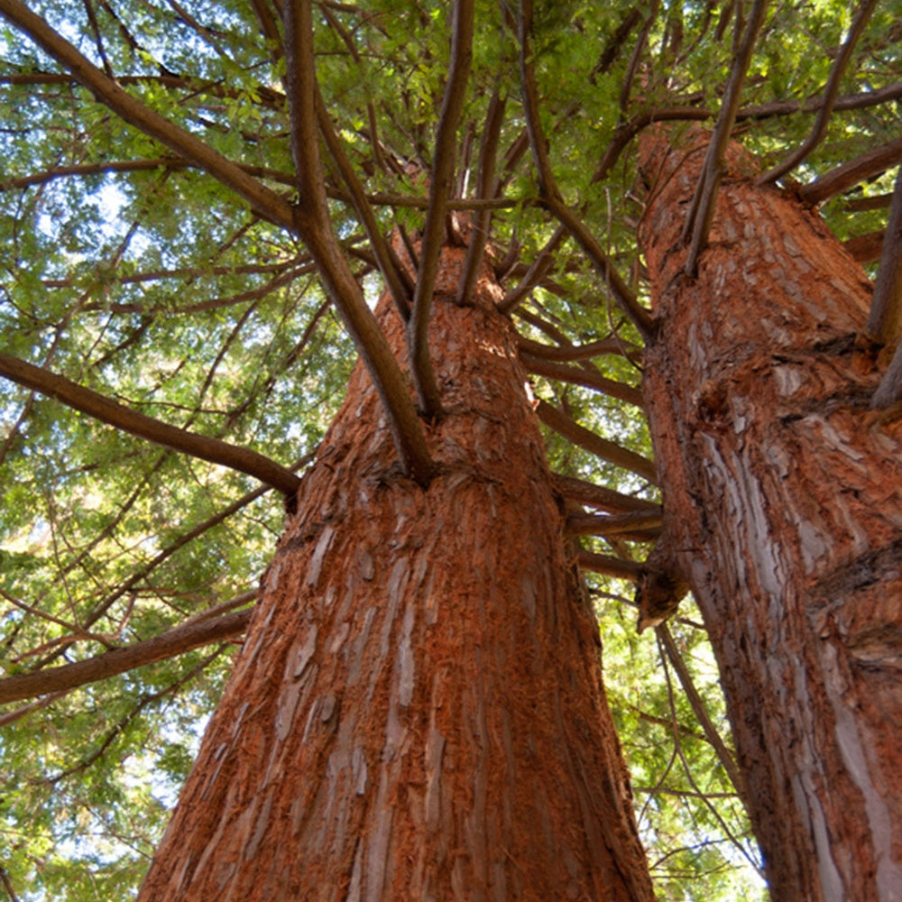 Küstenmammutbaum - Sequoia sempervirens - Bäume