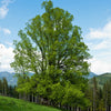 Winterlinde - Tilia cordata - Sträucher und Stauden