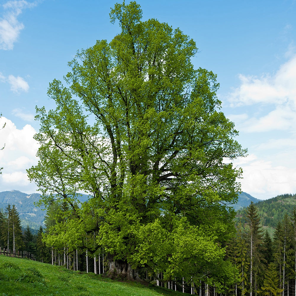 Winterlinde - Tilia cordata - Sträucher und Stauden