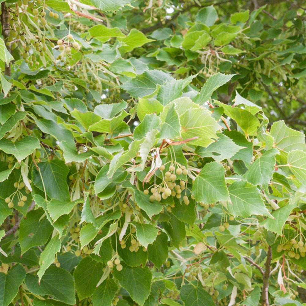 Tilia cordata - Winterlinde - Linde