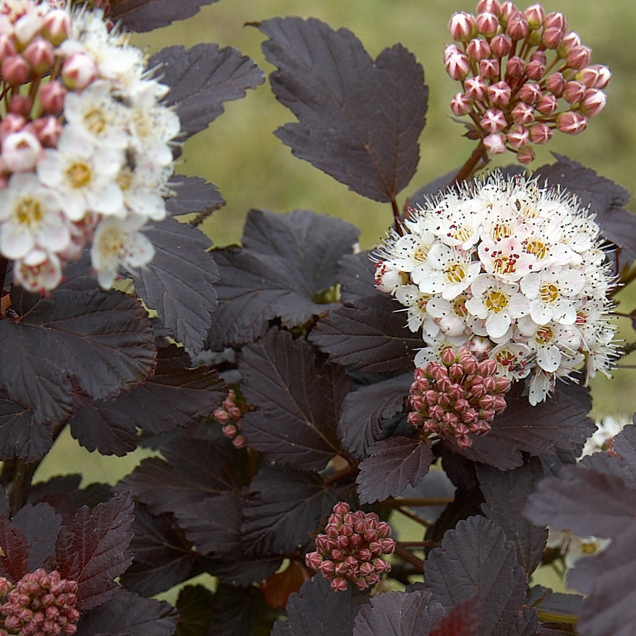 Fasanenspiere Red Baron - Physocarpus opulifolius red baron - Terrasse balkon