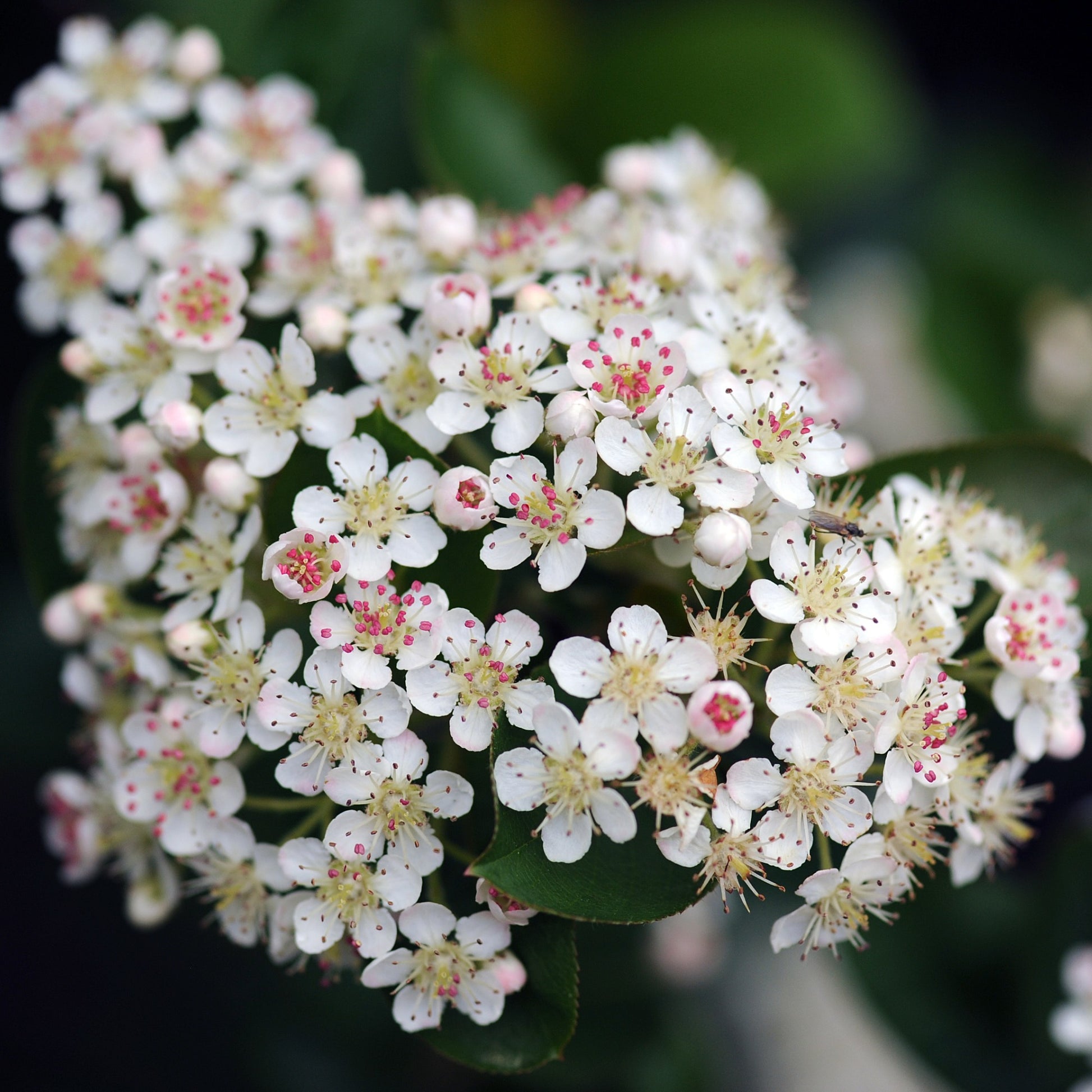 Apfelbeere Brilliant - Aronia arbutifolia brillant - Gartenpflanzen