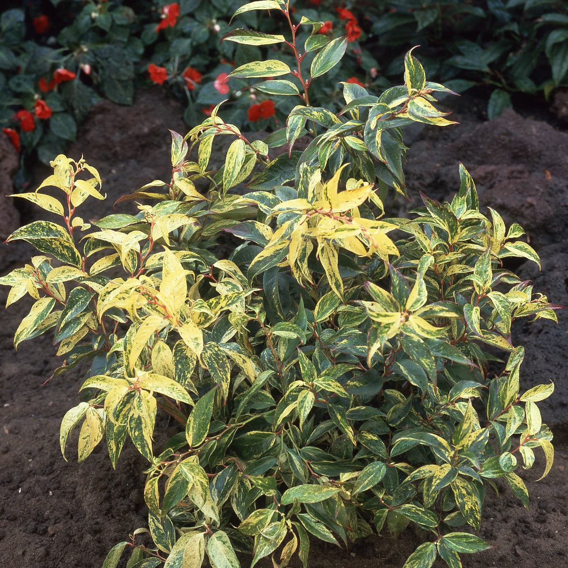 Traubenheide - Leucothoe walteri 'rainbow' - Terrasse balkon