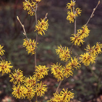 Zaubernuss - Hamamelis intermedia 'sunburst' - Terrasse balkon