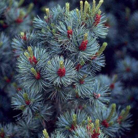 Mädchen-Kiefer - Pinus parviflora ‘negishi’ - Gartenpflanzen