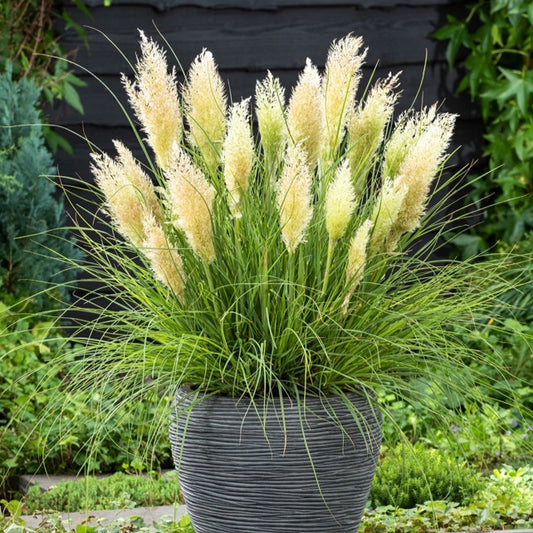 Zwerg-Pampasgras Tiny Pampa - Bakker