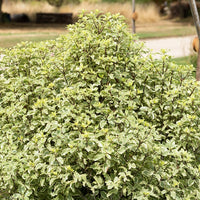 Chinesischer bunte Klebsame - Pittosporum tenuifolium variegatum - Sträucher und Stauden