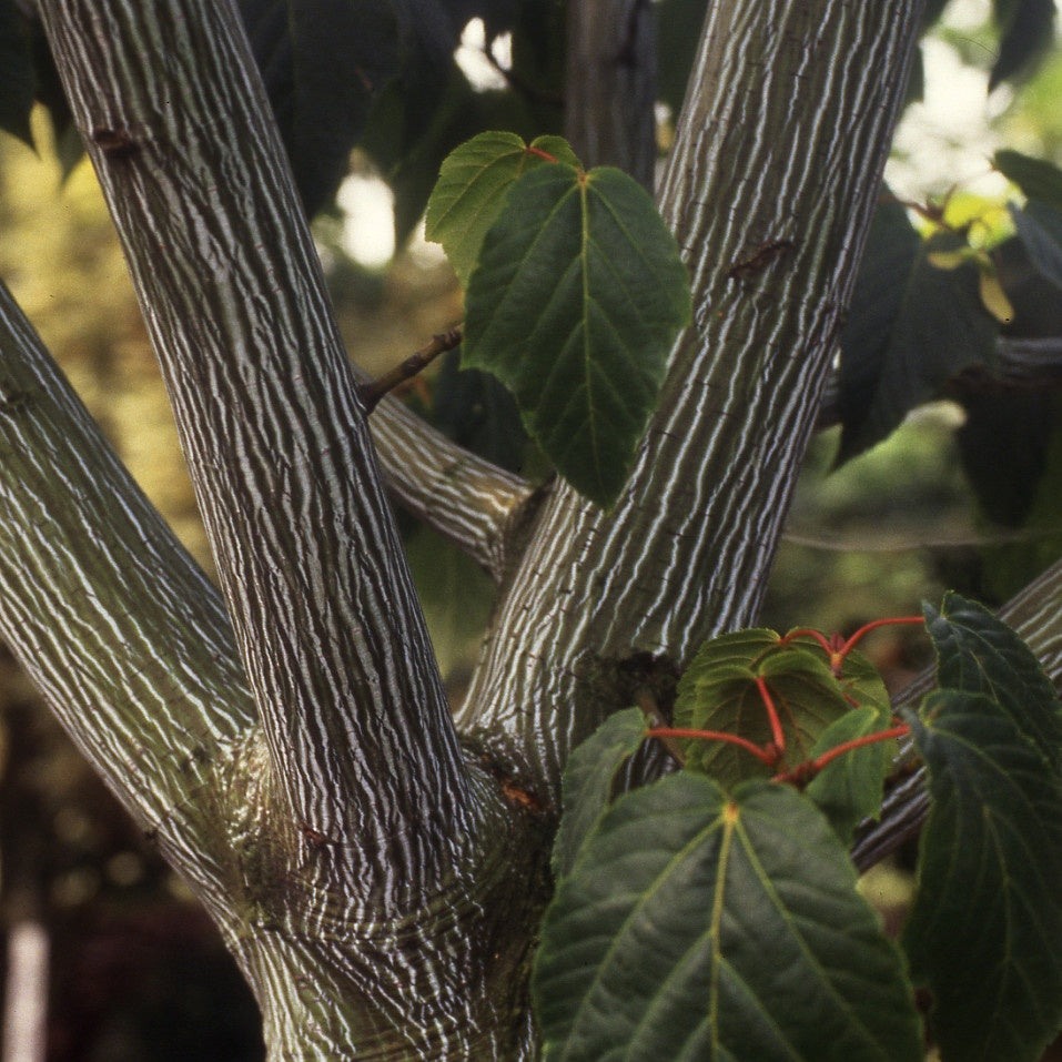 Schlangenhaut-Ahorn - Acer davidii - Gartenpflanzen