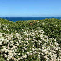 Gänseblümchenstrauch - Olearia nummulariifolia - Sträucher