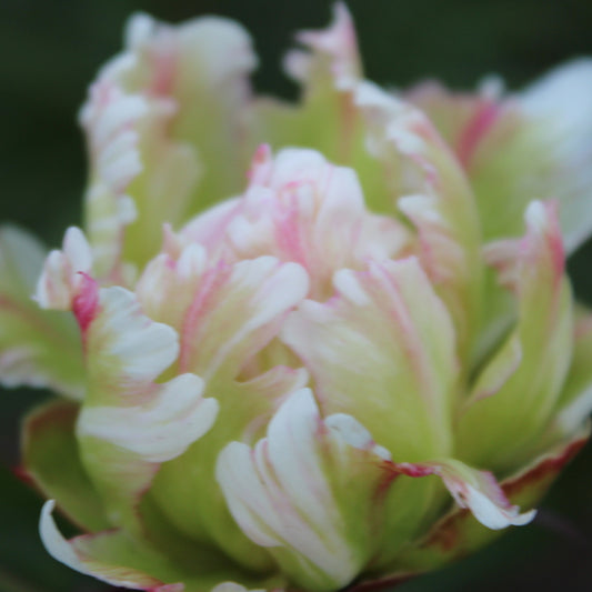 Pfingstrose Green Lotus - Paeonia lactiflora 'green lotus' - Gartenpflanzen