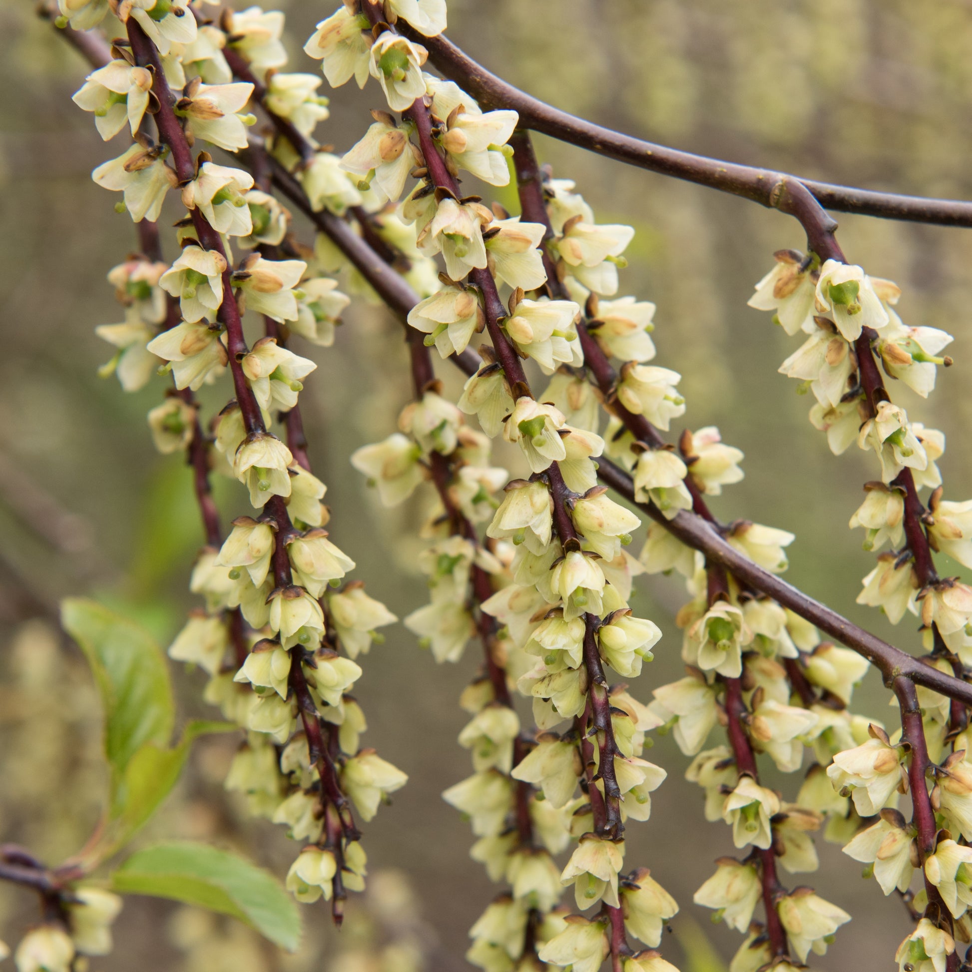 Perlschweif - Stachyurus chinensis joy forever - Terrasse balkon