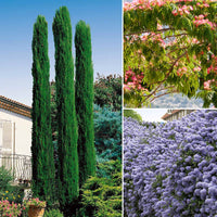 Mittelmeerzypresse, Säckelblume Victoria, Alb (x3) - Cupressus totem, ceanothus impressus victoria, alb - Gartenpflanzen