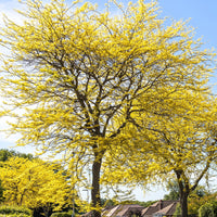 Gelbe Lederhülsenbaum  - Gleditsia triacanthos Sunburst - Gartenpflanzen