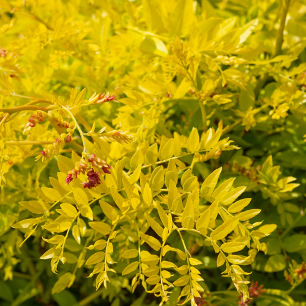 Gelbe Lederhülsenbaum  - Gleditsia triacanthos Sunburst - Sträucher und Stauden