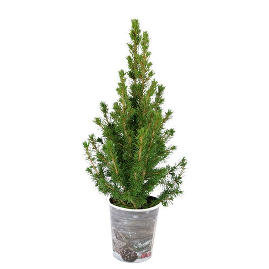 Zuckerhut-Fichte - Picea conica - Gartenpflanzen